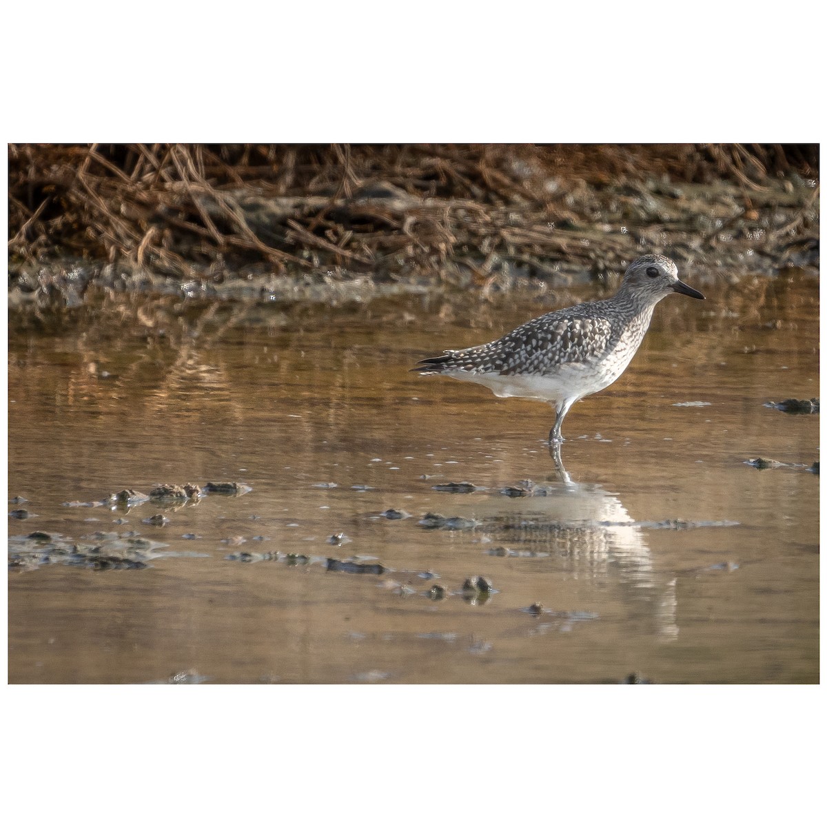 Black-bellied Plover - ML645453284