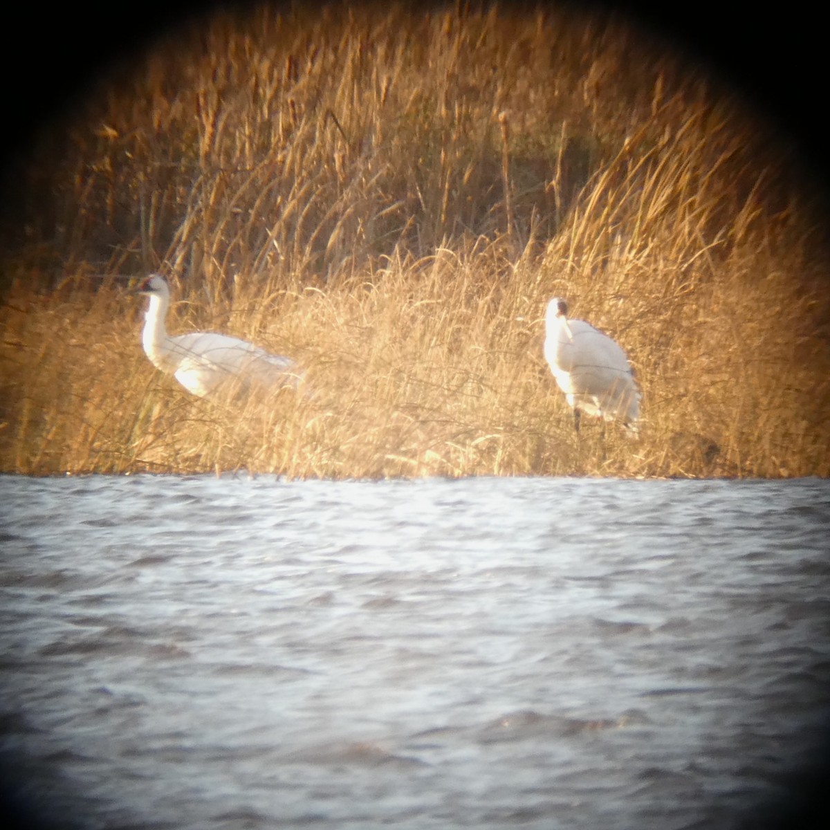 trompettrane - ML645453288