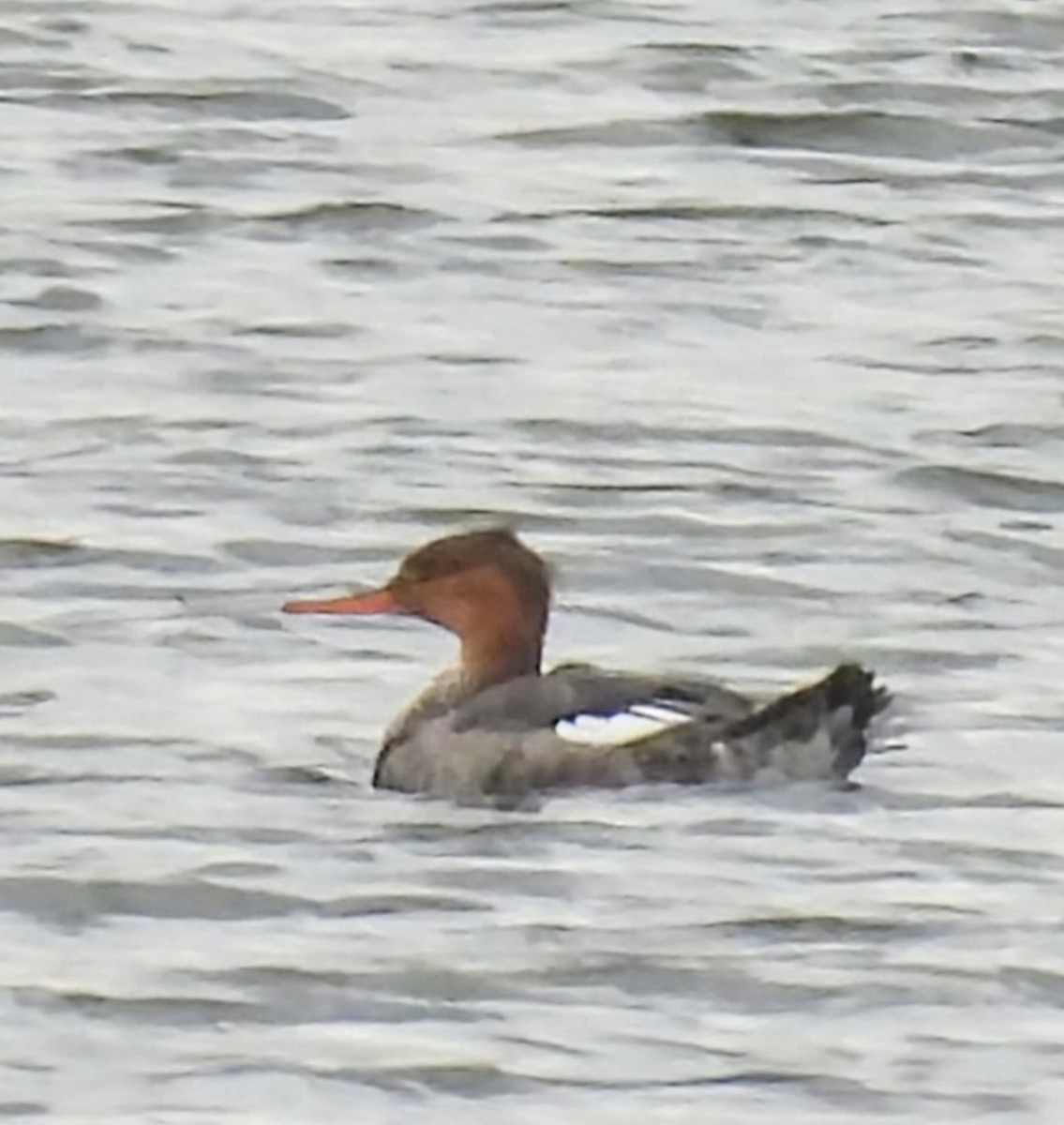 Red-breasted Merganser - ML645453290
