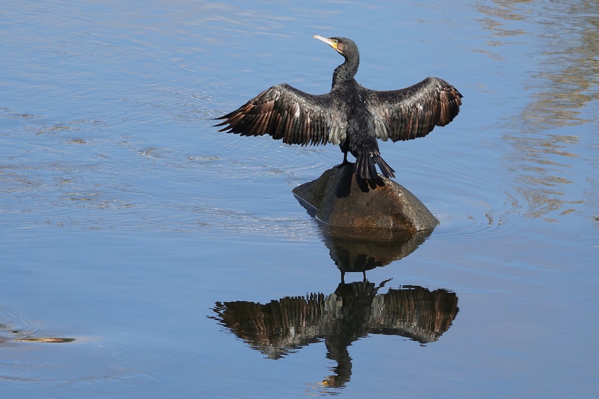 kormorán velký - ML645453293