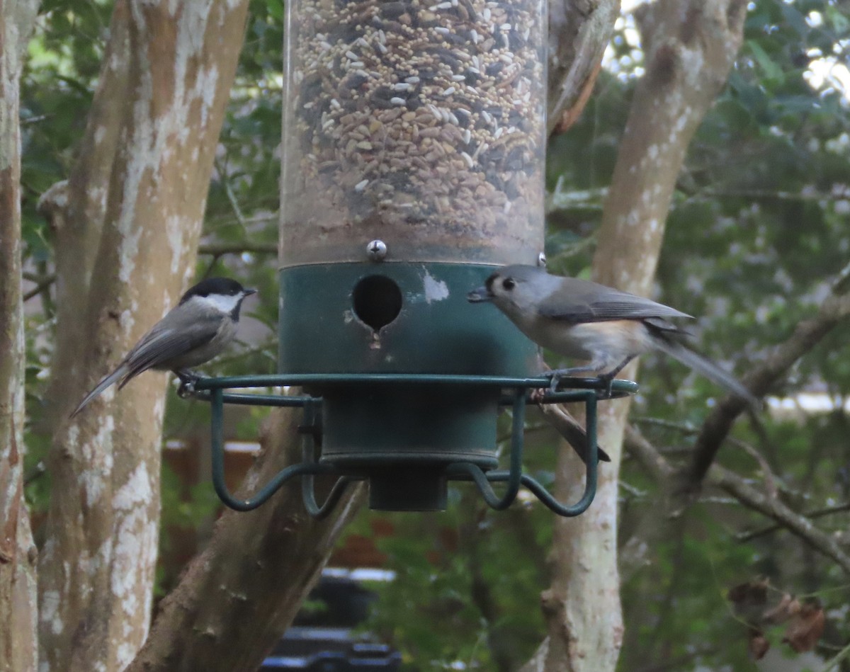 Каролинская гаичка - ML645453300