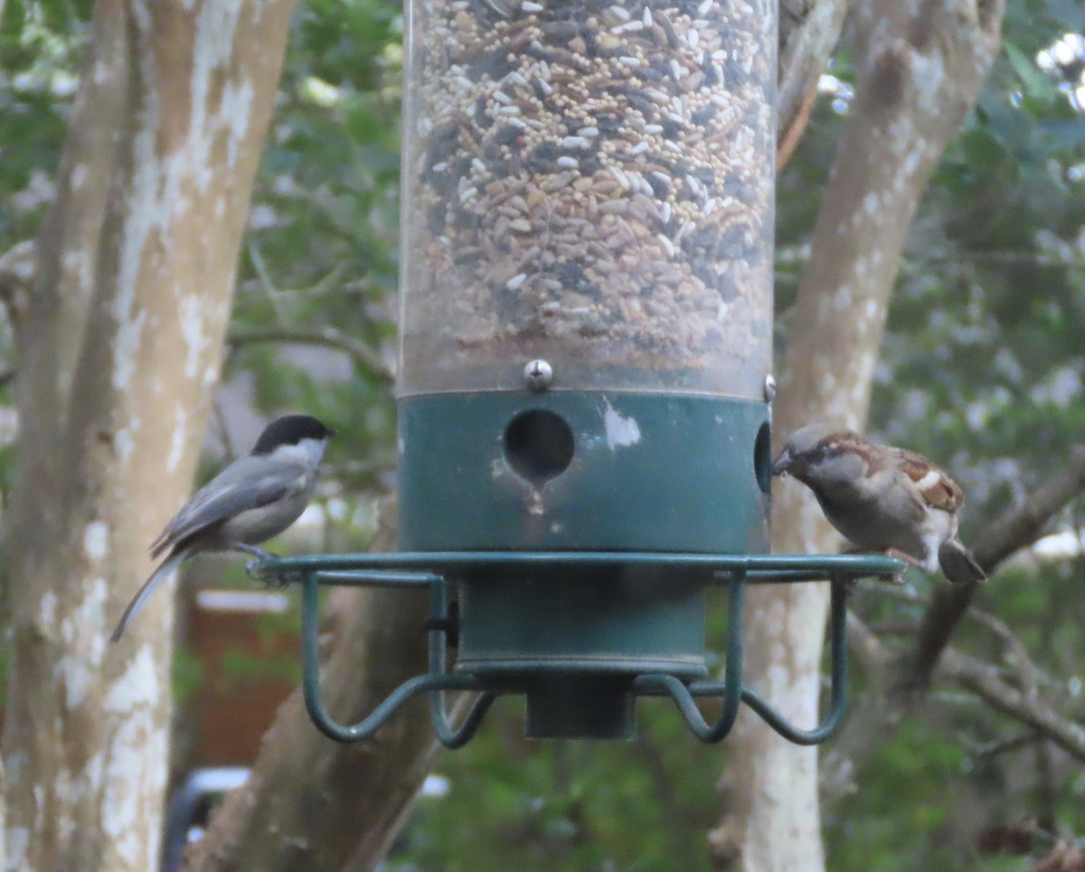 Каролинская гаичка - ML645453301