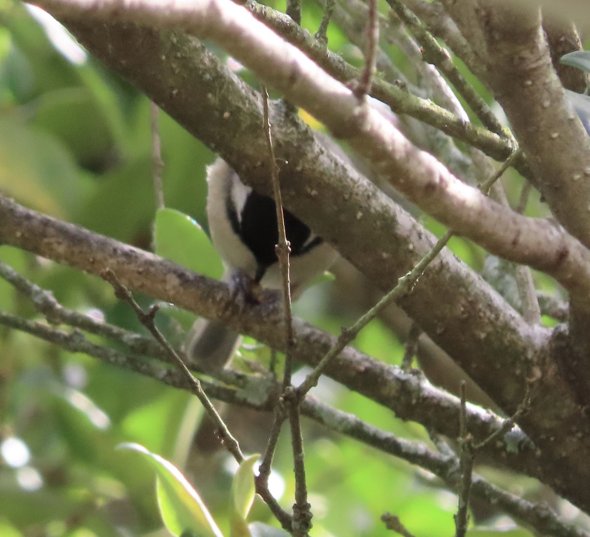 Каролинская гаичка - ML645453303