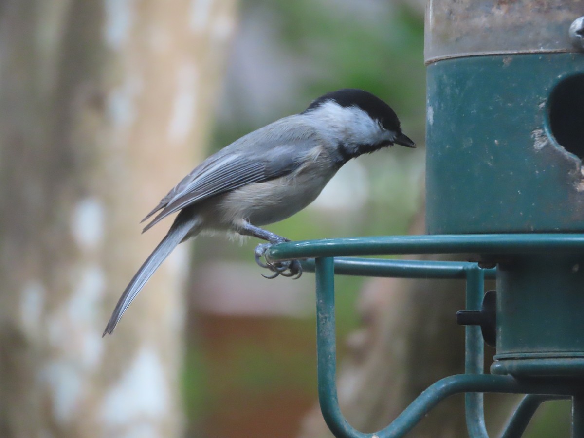 Каролинская гаичка - ML645453304