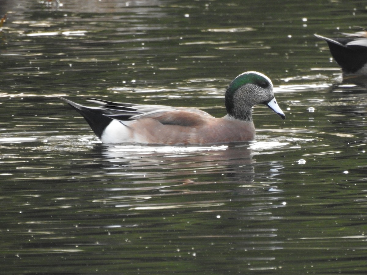 American Wigeon - ML645453307