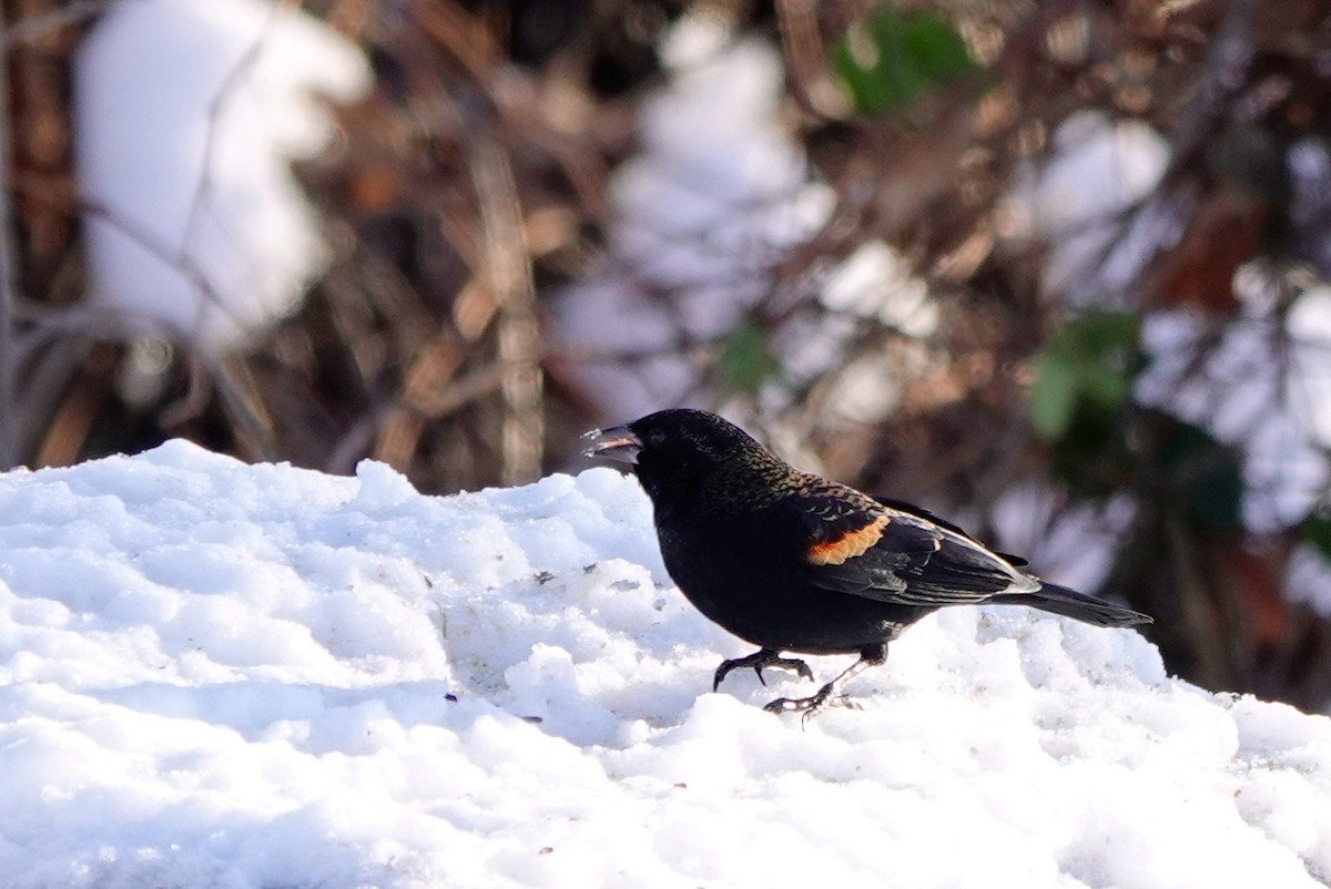 Red-winged Blackbird - ML645453310