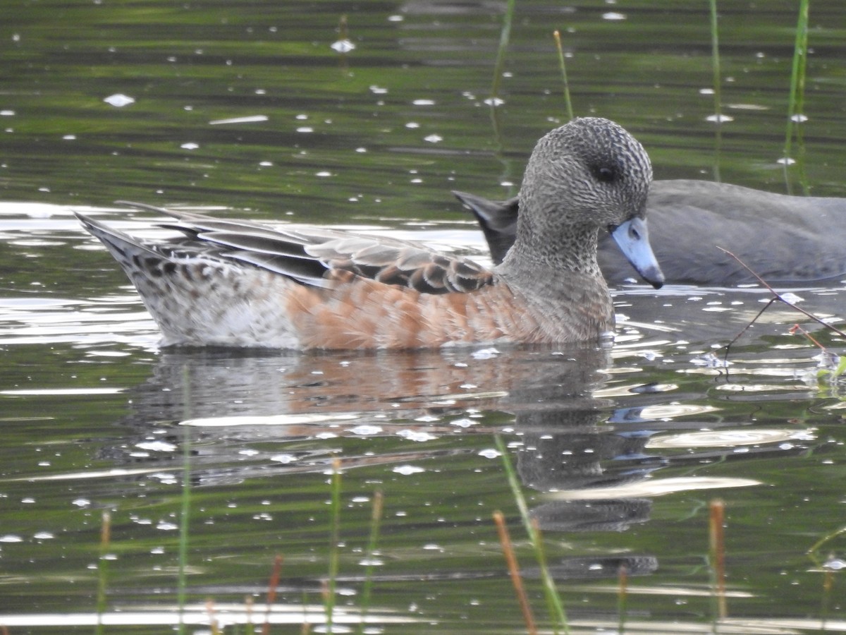 American Wigeon - ML645453316