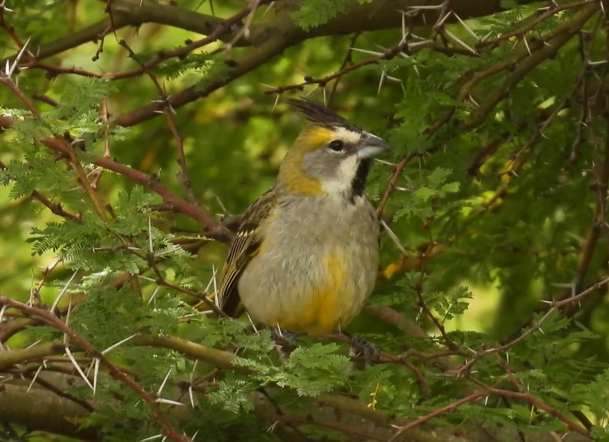 Yellow Cardinal - ML645453317