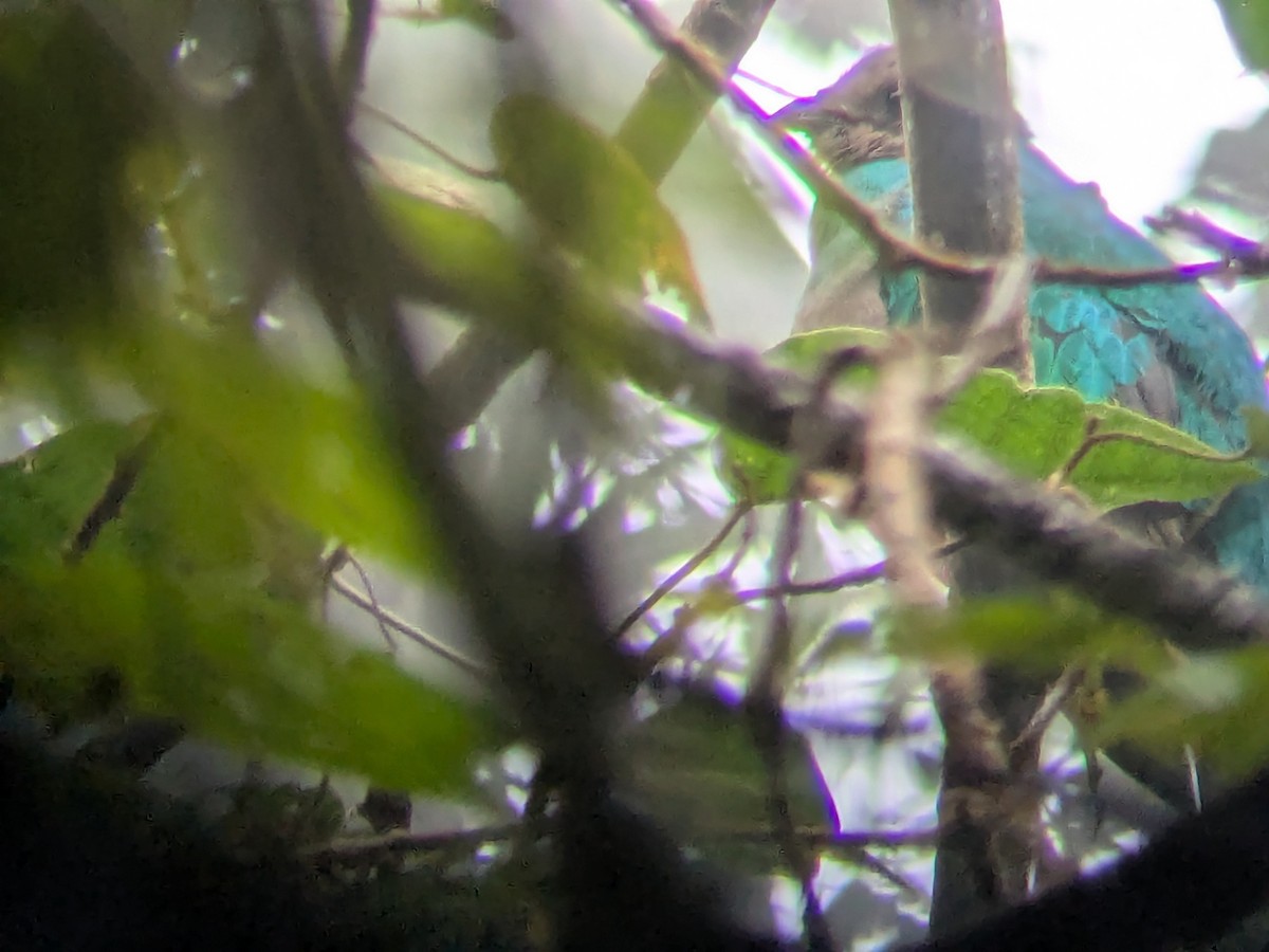 Quetzal brillant - ML645453320