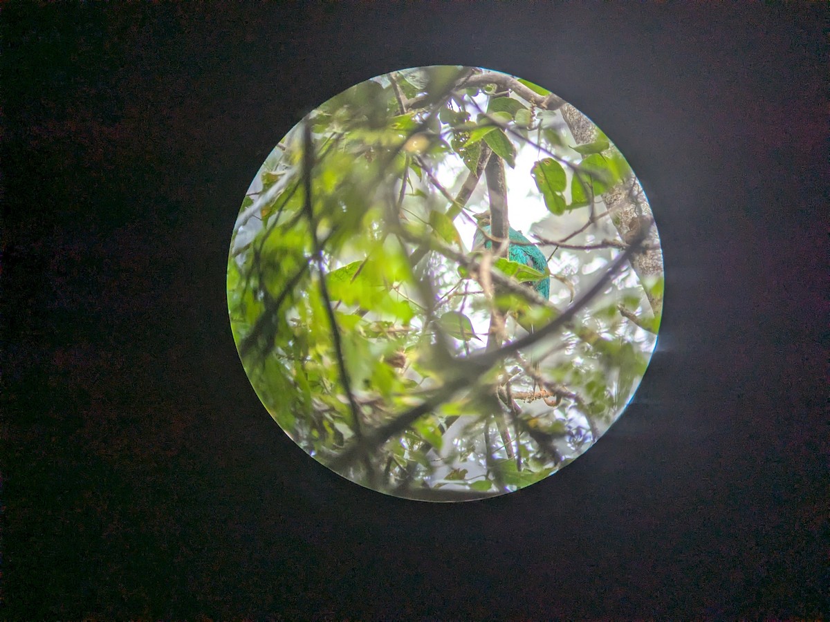 Quetzal brillant - ML645453321