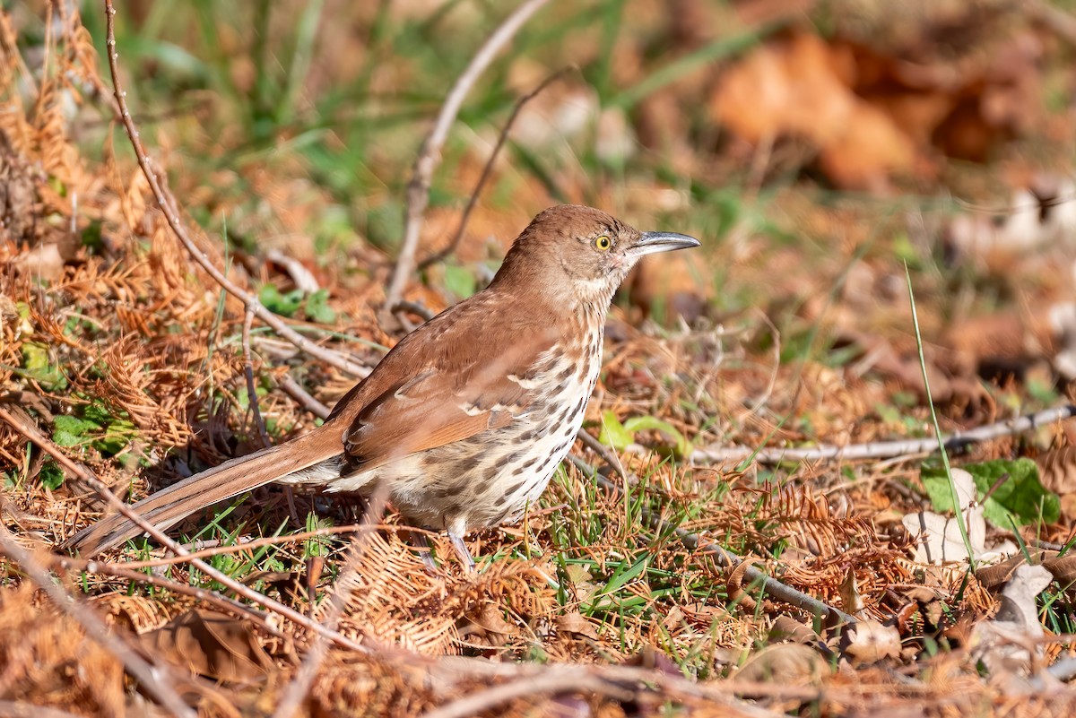 Brown Thrasher - ML645453325
