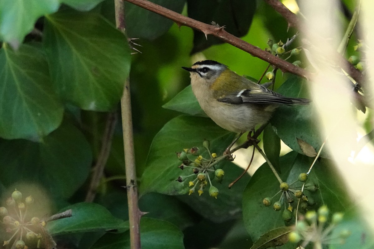 Common Firecrest - ML645453332