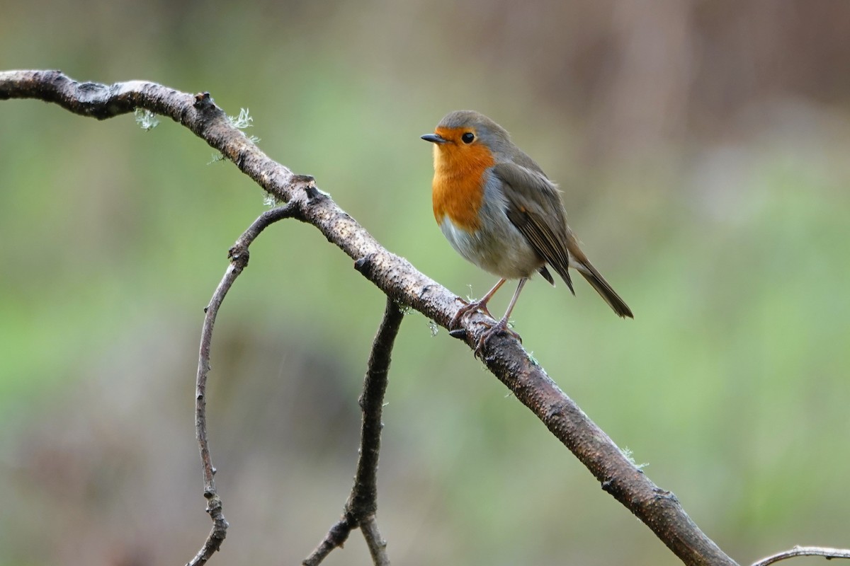 červenka obecná - ML645453339