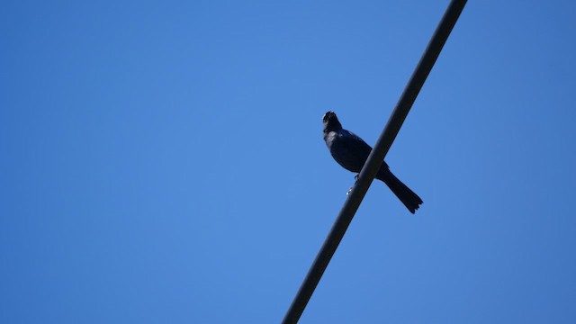 Танагра діадемова - ML645453341