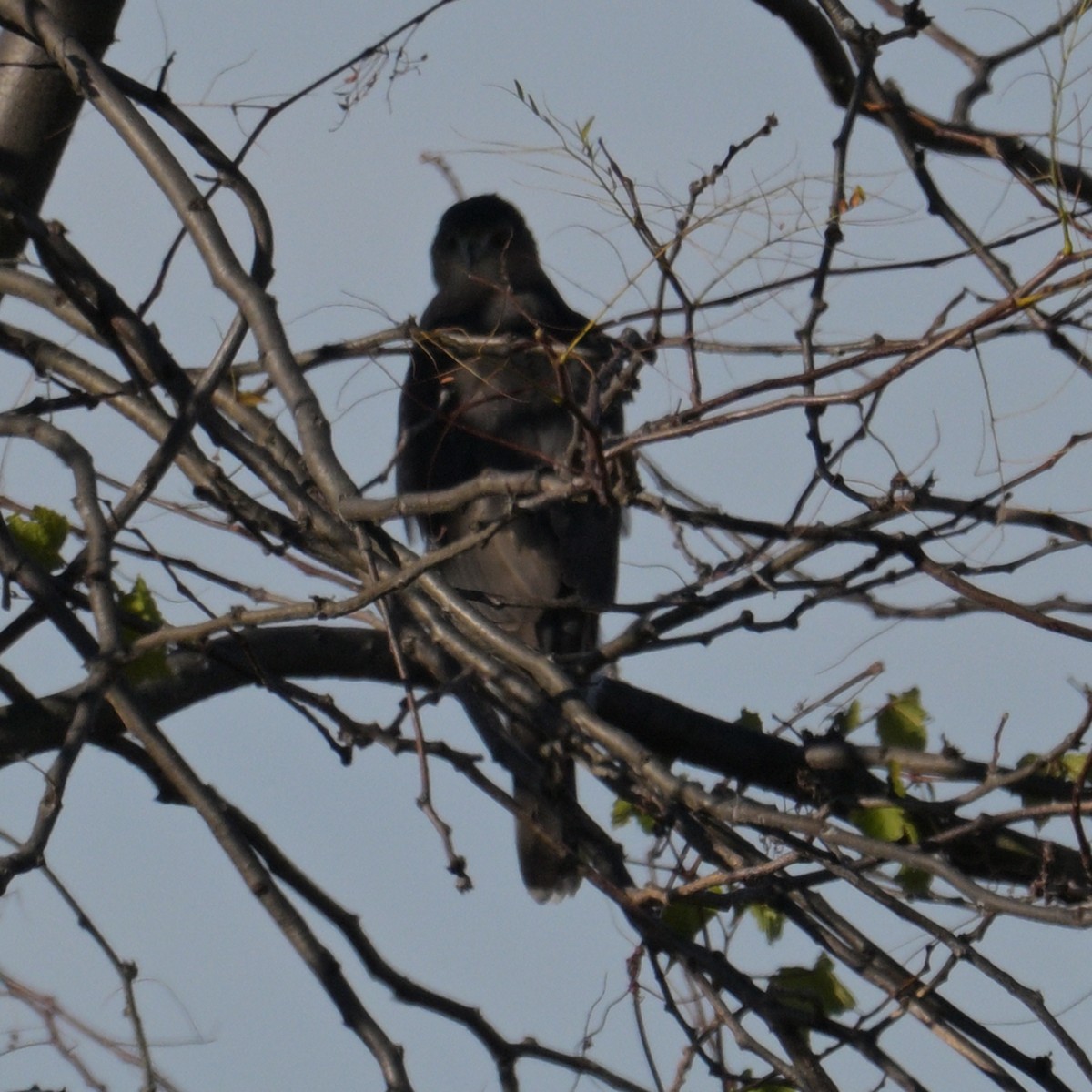 Cooper's Hawk - ML645453342