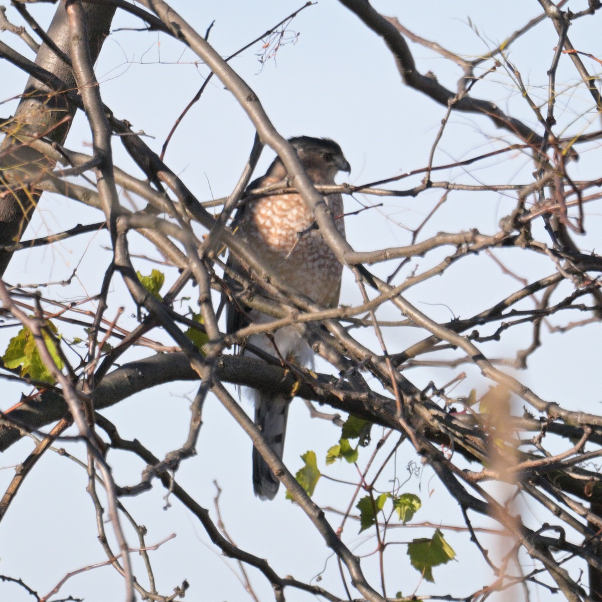 Cooper's Hawk - ML645453343