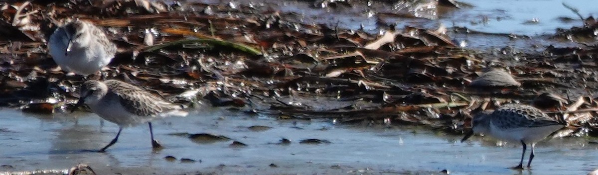 Semipalmated Sandpiper - ML645453359