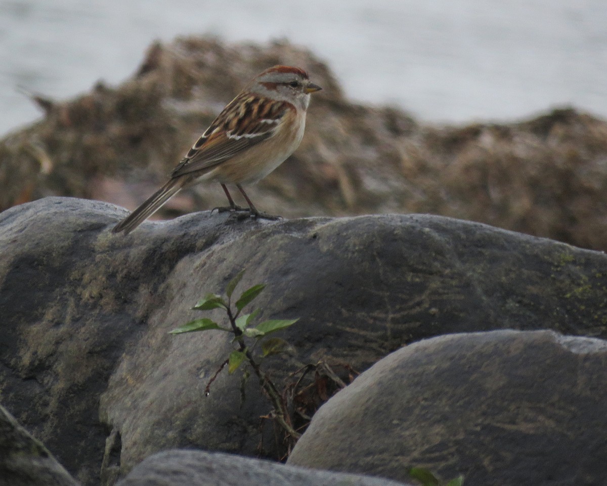 American Tree Sparrow - ML645453360