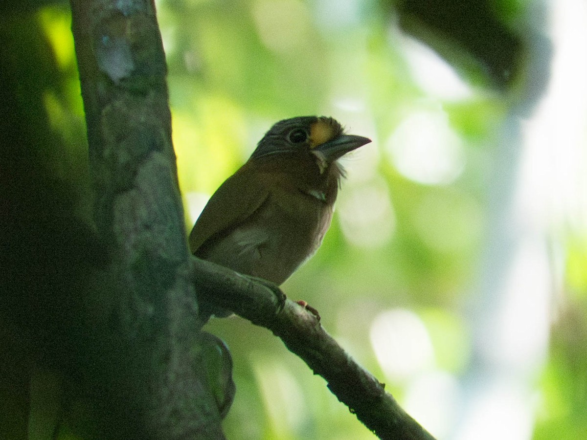 Rufous-necked Puffbird - ML645453361