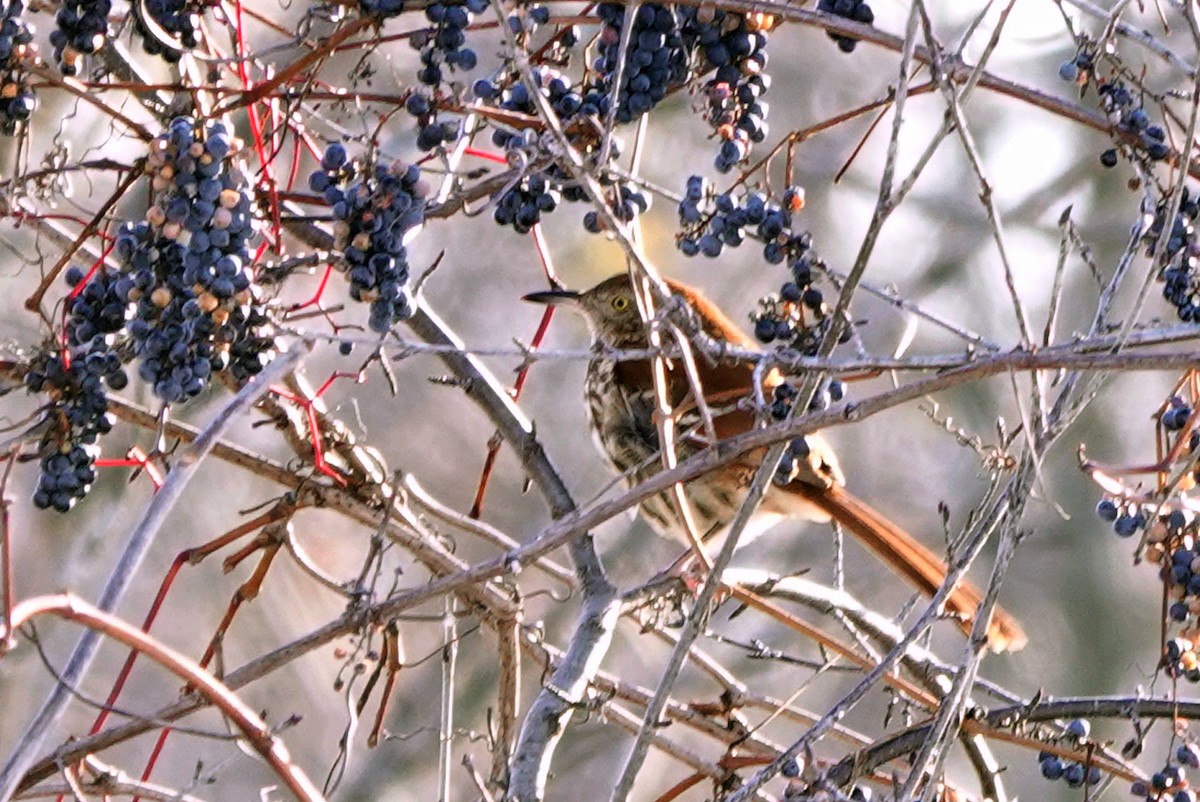 Brown Thrasher - ML645453366