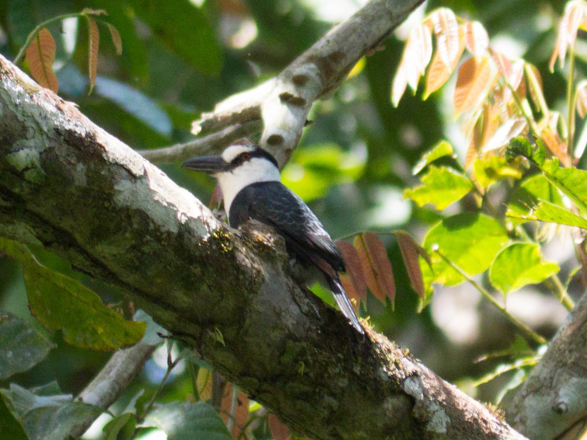 White-necked Puffbird - ML645453368