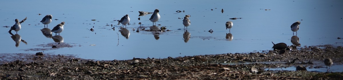Semipalmated Sandpiper - ML645453369