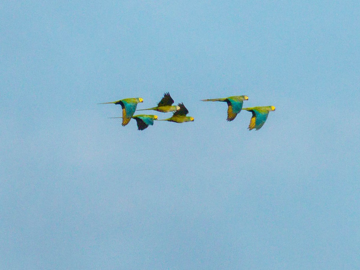 Chestnut-fronted Macaw - ML645453387