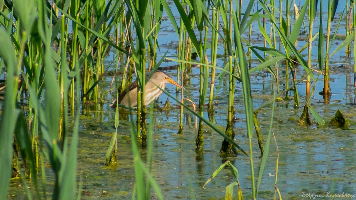 Little Bittern - ML645453389