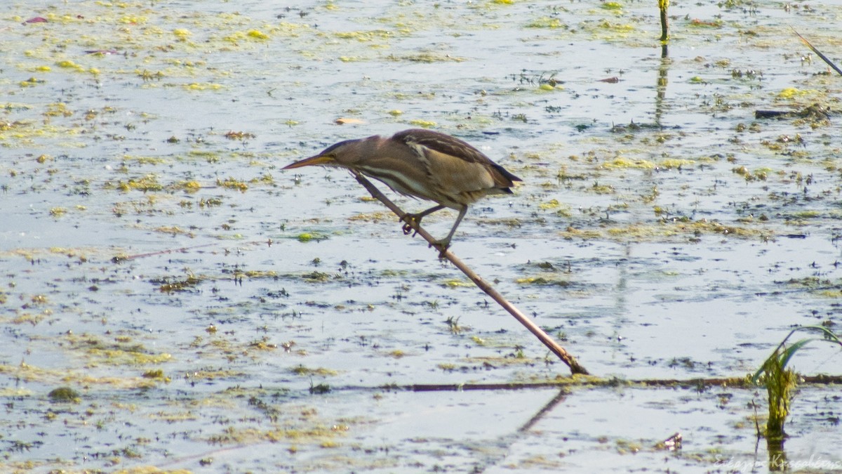 Little Bittern - ML645453390