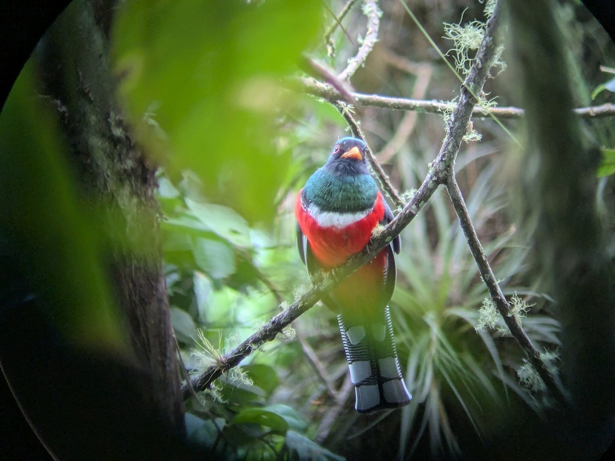 Trogon masqué - ML645453395