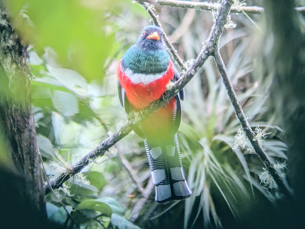 Trogon masqué - ML645453396