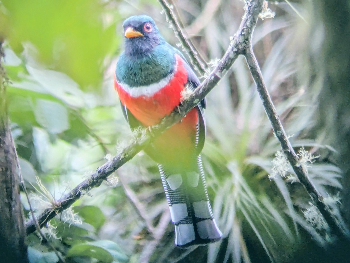 Trogon masqué - ML645453397