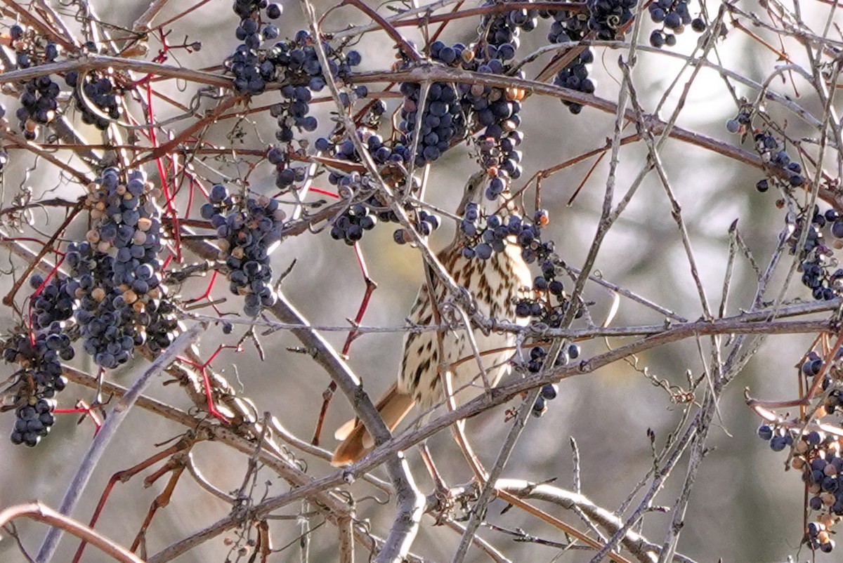 Brown Thrasher - ML645453398