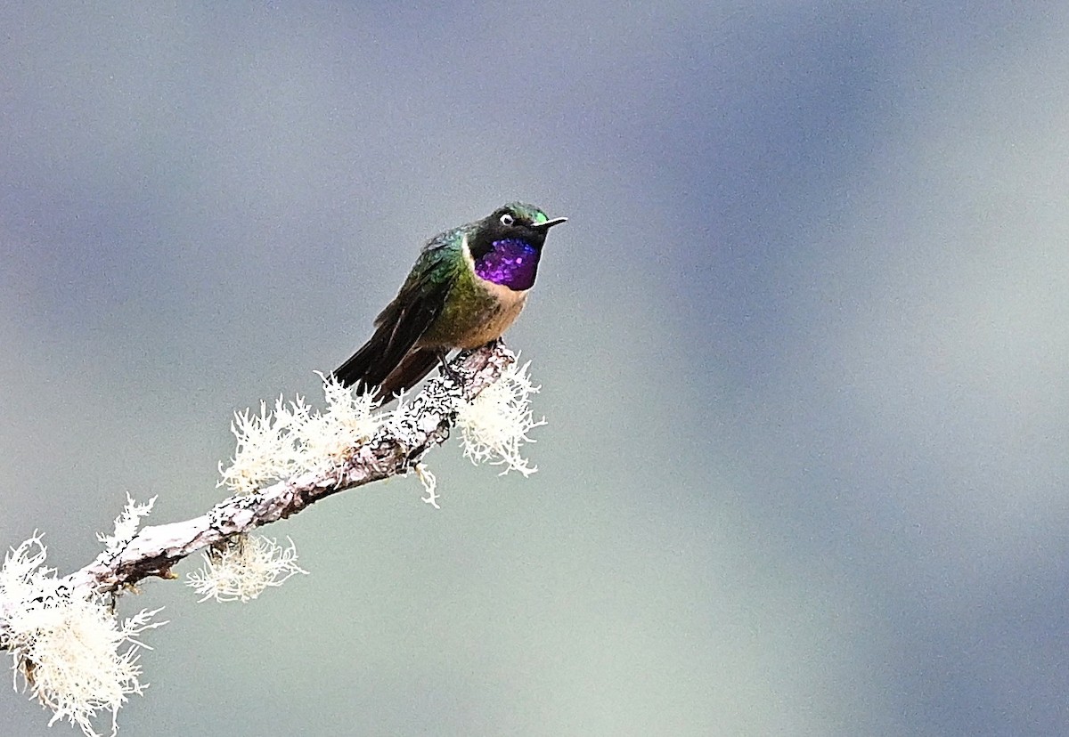 Ametist Kolyeli Günmeleği - ML645453399