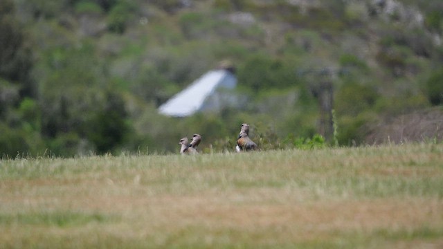 Чайка чилійська - ML645453404