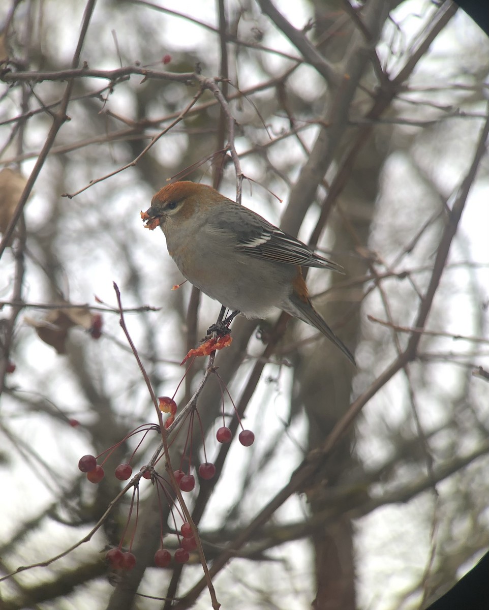 hýl křivčí - ML645453405