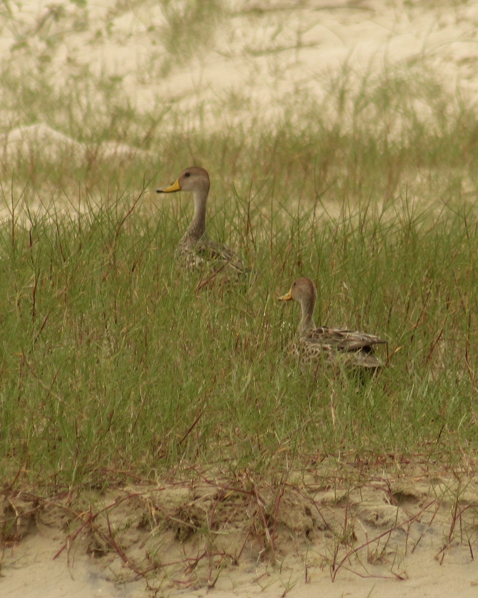 Шилохвіст жовтодзьобий (підвид spinicauda/niceforoi) - ML645453409