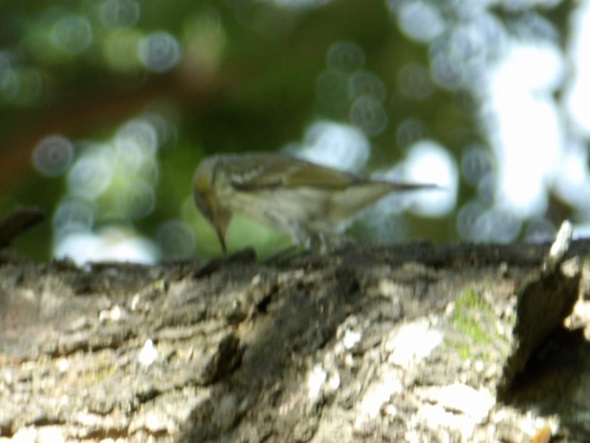 Cape May Warbler - ML645453410