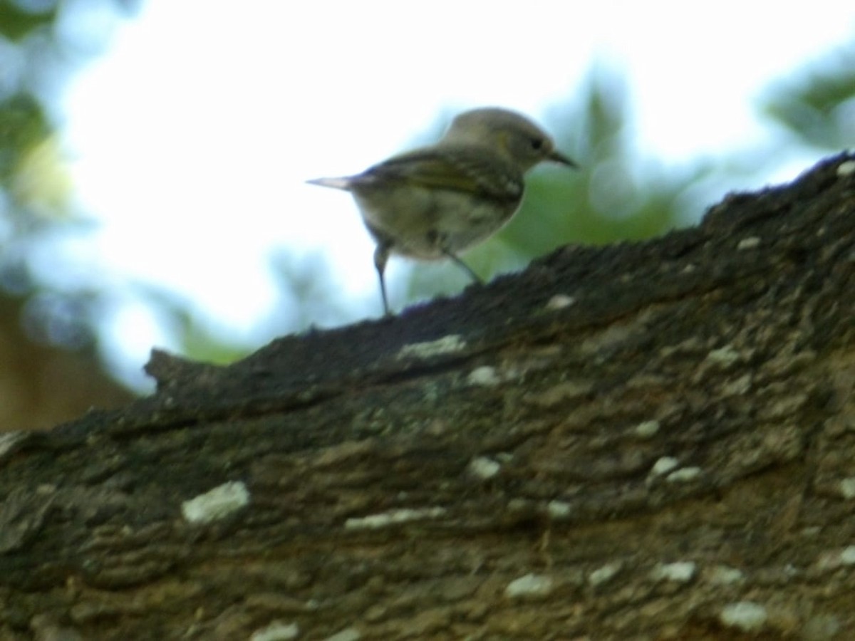 Cape May Warbler - ML645453411