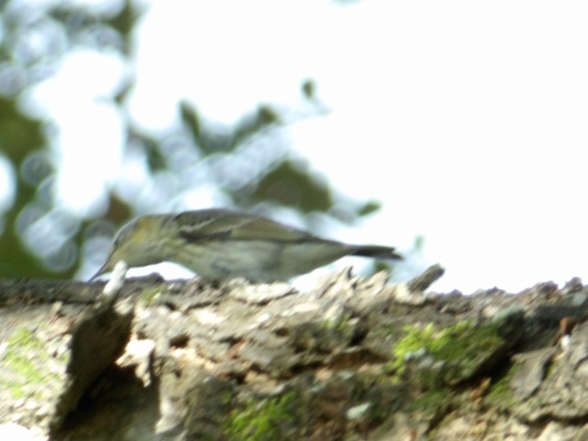 Cape May Warbler - ML645453412