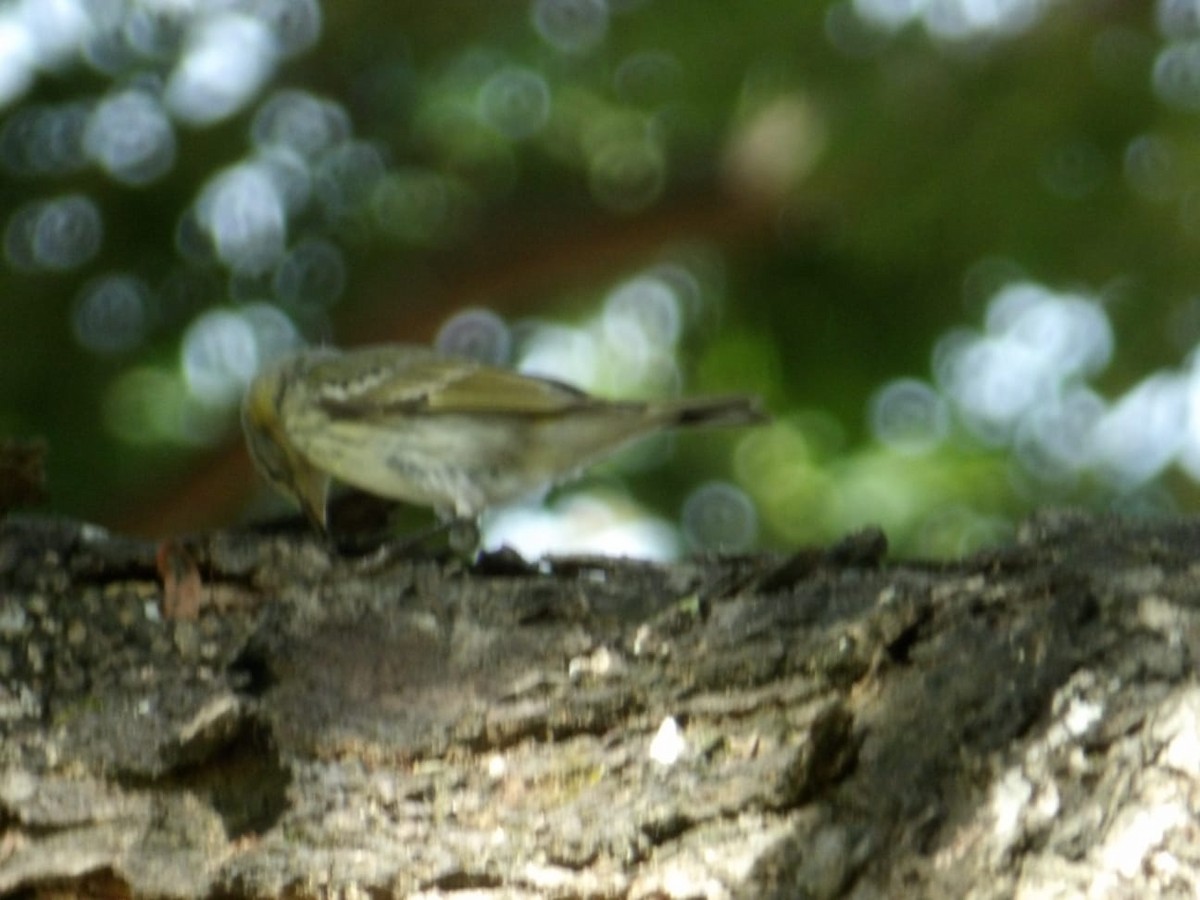 Cape May Warbler - ML645453413