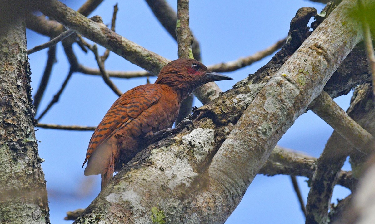 Rufous Woodpecker - ML645453416