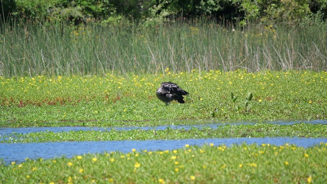 Чайя аргентинська - ML645453417