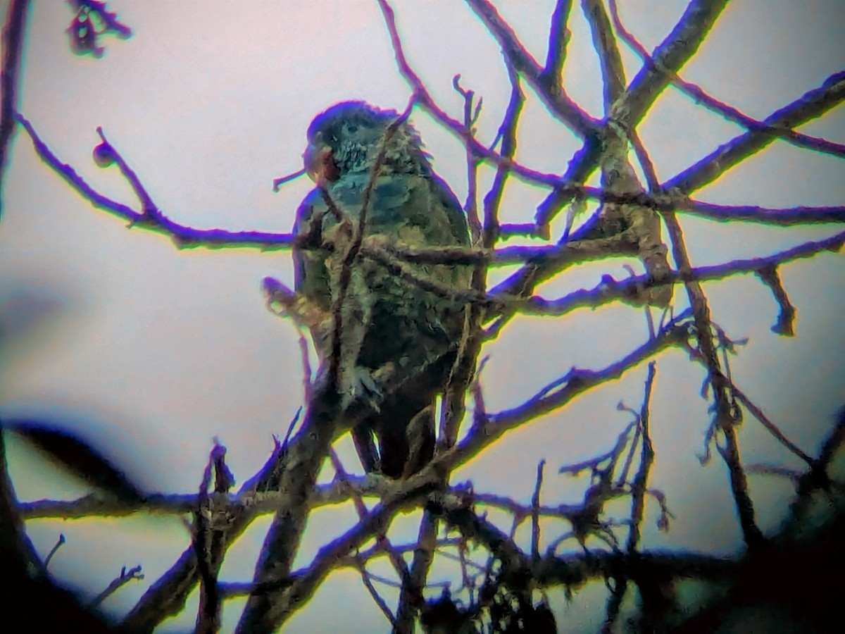 Pione à bec rouge - ML645453420