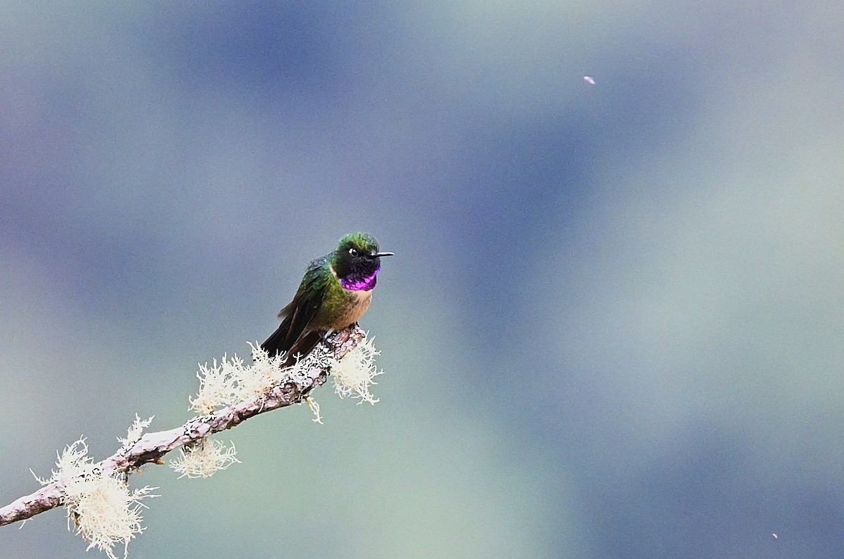 Ametist Kolyeli Günmeleği - ML645453426