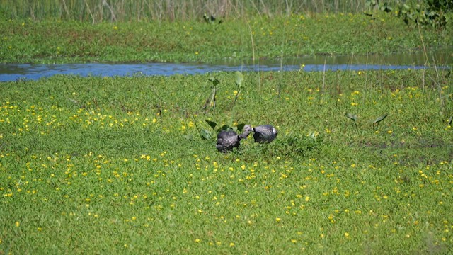 Чайя аргентинська - ML645453429