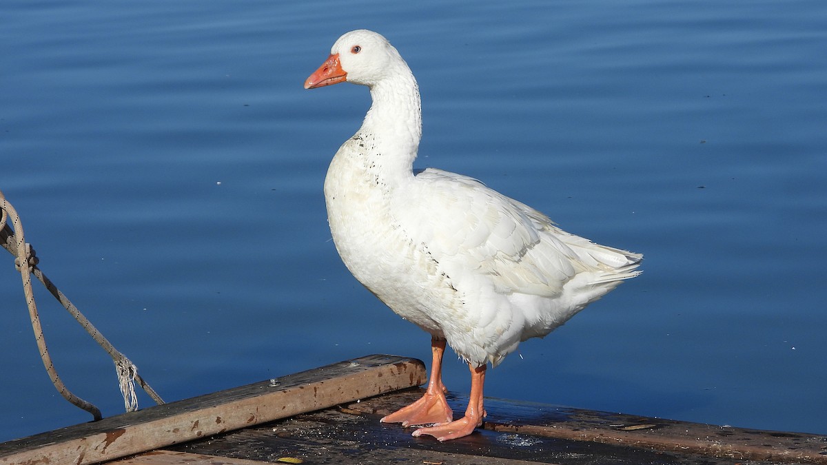 Graylag Goose (Domestic type) - ML645453444
