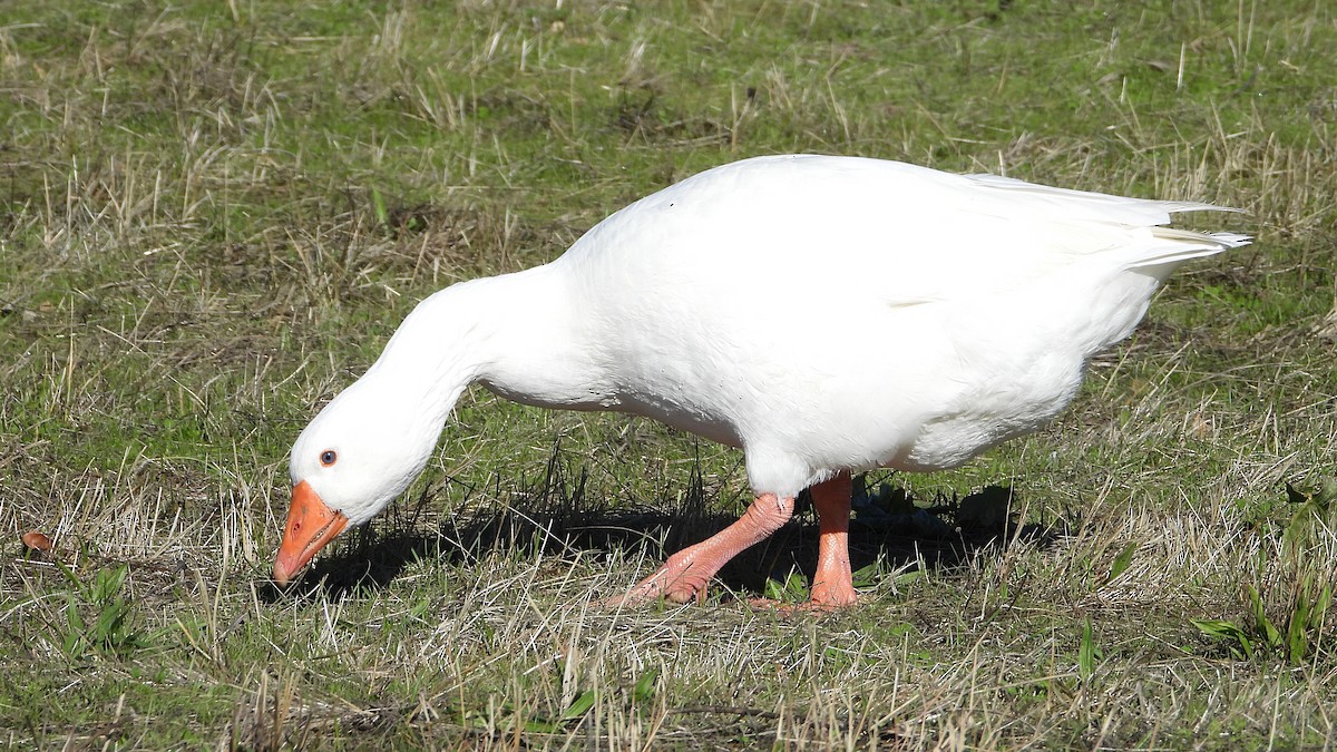 Graylag Goose (Domestic type) - ML645453447