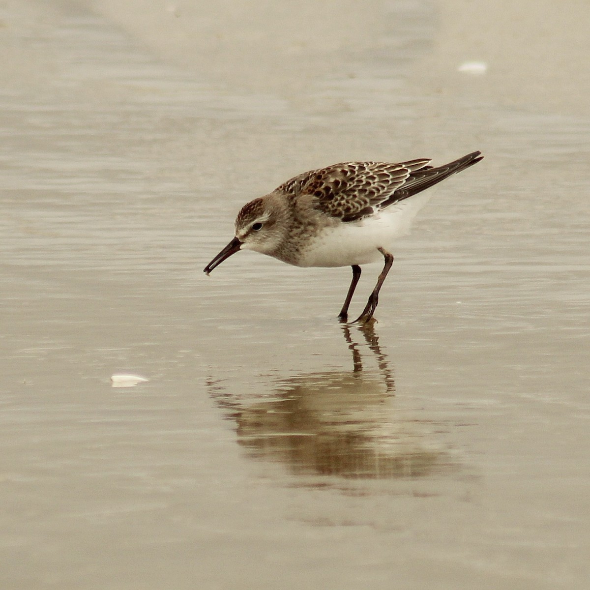 コシジロウズラシギ - ML645453451