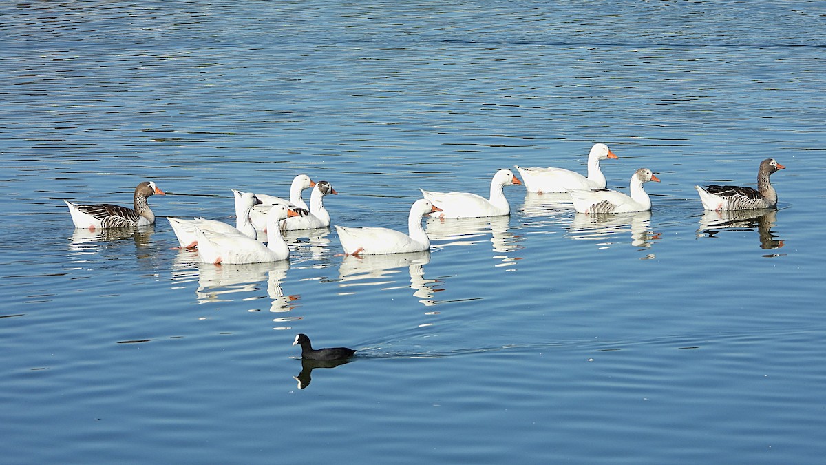 Graylag Goose (Domestic type) - ML645453452